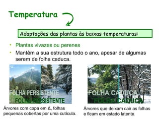 • Plantas vivazes ou perenes
• Mantêm a sua estrutura todo o ano, apesar de algumas
serem de folha caduca.
Temperatura
Adaptações das plantas às baixas temperaturas:
Árvores com copa em Δ, folhas
pequenas cobertas por uma cutícula.
Árvores que deixam cair as folhas
e ficam em estado latente.
 