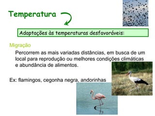 Migração
Percorrem as mais variadas distâncias, em busca de um
local para reprodução ou melhores condições climáticas
e abundância de alimentos.
Ex: flamingos, cegonha negra, andorinhas
Temperatura
Adaptações às temperaturas desfavoráveis:
 