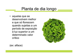 Planta de dia longo
• aquelas que se
  desenvolvem melhor
  e que só florescem
  quando sujeitas a um
  período de exposição
  à luz superior a um
  determinado valor
  crítico

(ex: alface)
 