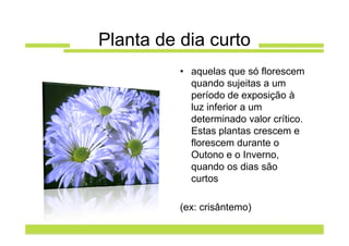 Planta de dia curto
          • aquelas que só florescem
            quando sujeitas a um
            período de exposição à
            luz inferior a um
            determinado valor crítico.
            Estas plantas crescem e
            florescem durante o
            Outono e o Inverno,
            quando os dias são
            curtos

          (ex: crisântemo)
 