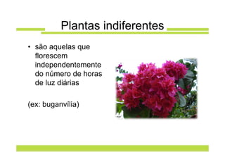 Plantas indiferentes
• são aquelas que
  florescem
  independentemente
  do número de horas
  de luz diárias

(ex: buganvília)
 