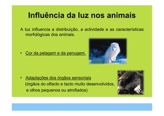 Influência da luz nos animais
A luz influencia a distribuição, a actividade e as características
   morfológicas dos animais.



• Cor da pelagem e da penugem.




• Adaptações dos órgãos sensoriais
  (órgãos do olfacto e tacto muito desenvolvidos,
   e olhos pequenos ou atrofiados)
 