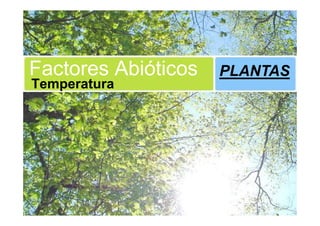Factores Abióticos   PLANTAS
Temperatura
 