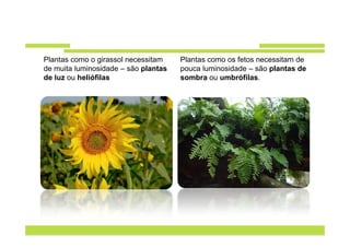 Plantas como o girassol necessitam    Plantas como os fetos necessitam de
de muita luminosidade – são plantas   pouca luminosidade – são plantas de
de luz ou heliófilas                  sombra ou umbrófilas.
 