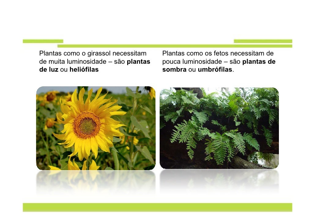plantas como o girassol necessitam plantas como os fetos necessitam plantas como o girassol necessitam plantas como os fetos necessitam