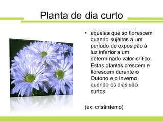 Planta de dia curto
          • aquelas que só florescem
            quando sujeitas a um
            período de exposição à
            luz inferior a um
            determinado valor crítico.
            Estas plantas crescem e
            florescem durante o
            Outono e o Inverno,
            quando os dias são
            curtos

          (ex: crisântemo)
 