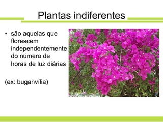 Plantas indiferentes
• são aquelas que
  florescem
  independentemente
  do número de
  horas de luz diárias

(ex: buganvília)
 