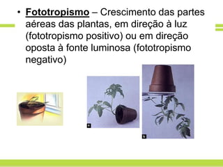• Fototropismo – Crescimento das partes
  aéreas das plantas, em direção à luz
  (fototropismo positivo) ou em direção
  oposta à fonte luminosa (fototropismo
  negativo)
 