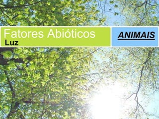 Fatores Abióticos   ANIMAIS
Luz
 