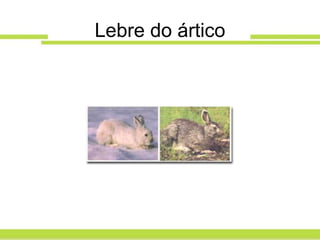Lebre do ártico
 