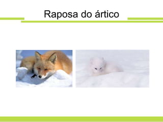 Raposa do ártico
 