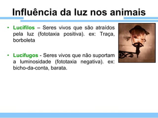 Influência da luz nos animais
• Lucífilos – Seres vivos que são atraídos
  pela luz (fototaxia positiva). ex: Traça,
  borboleta

• Lucífugos - Seres vivos que não suportam
  a luminosidade (fototaxia negativa). ex:
  bicho-da-conta, barata.
 