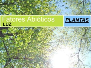 Fatores Abióticos   PLANTAS
LUZ
 
