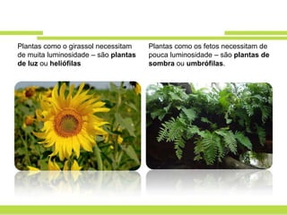 Plantas como o girassol necessitam    Plantas como os fetos necessitam de
de muita luminosidade – são plantas   pouca luminosidade – são plantas de
de luz ou heliófilas                  sombra ou umbrófilas.
 