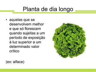 Planta de dia longo
• aquelas que se
  desenvolvem melhor
  e que só florescem
  quando sujeitas a um
  período de exposição
  à luz superior a um
  determinado valor
  crítico

(ex: alface)
 