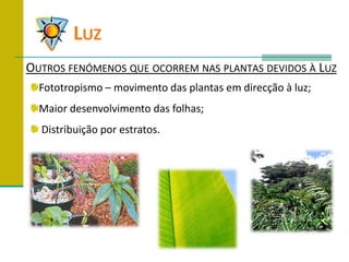 	LuzOutros fenómenos que ocorrem nas plantas devidos à LuzFototropismo – movimento das plantas em direcção à luz;Maior desenvolvimento das folhas; Distribuição por estratos.