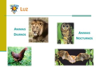 	LuzAnimaisDiurnosAnimaisNocturnos
