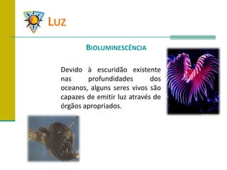 	LuzBioluminescênciaDevido à escuridão existente nas profundidades dos oceanos, alguns seres vivos são capazes de emitir luz através de órgãos apropriados.