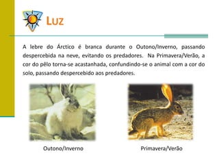 	LuzA lebre do Árctico é branca durante o Outono/Inverno, passando despercebida na neve, evitando os predadores.  Na Primavera/Verão, a cor do pêlo torna-se acastanhada, confundindo-se o animal com a cor do solo, passando despercebido aos predadores.Outono/InvernoPrimavera/Verão