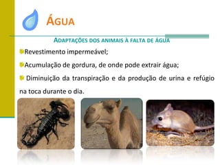 	ÁguaAdaptações dos animais à falta de águaRevestimento impermeável;Acumulação de gordura, de onde pode extrair água; Diminuição da transpiração e da produção de urina e refúgio na toca durante o dia.