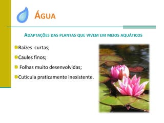 	ÁguaAdaptações das plantasque vivem em meios aquáticosRaízes  curtas;Caules finos; Folhas muito desenvolvidas;Cutícula praticamente inexistente.
