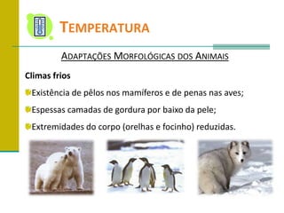 	TemperaturaAdaptações Morfológicas dos AnimaisClimas friosExistência de pêlos nos mamíferos e de penas nas aves;Espessas camadas de gordura por baixo da pele;Extremidades do corpo (orelhas e focinho) reduzidas.