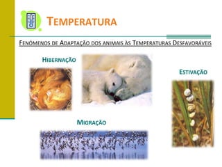 	TemperaturaFenómenos de Adaptação dos animais às Temperaturas DesfavoráveisHibernaçãoEstivaçãoMigração