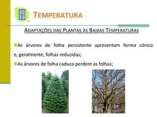 	TemperaturaAdaptações das Plantas às Baixas TemperaturasAs árvores de folha persistente apresentam forma cónica e, geralmente, folhas reduzidas;As árvores de folha caduca perdem as folhas;