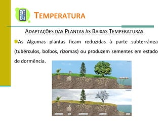 	TemperaturaAdaptações das Plantas às Baixas TemperaturasAs Algumas plantas ficam reduzidas à parte subterrânea (tubérculos, bolbos, rizomas) ou produzem sementes em estado de dormência.