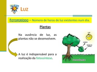 	LuzFotoperíodo –Número de horas de luz existentes num dia.PlantasNa ausência de luz, as plantas não se desenvolvem.A luz é indispensável para a realização da fotossíntese.