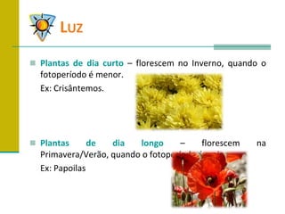 	LuzPlantas de dia curto – florescem no Inverno, quando o fotoperíodo é menor.	Ex: Crisântemos.Plantas de dia longo – florescem na Primavera/Verão, quando o fotoperíodo é maior.	Ex: Papoilas