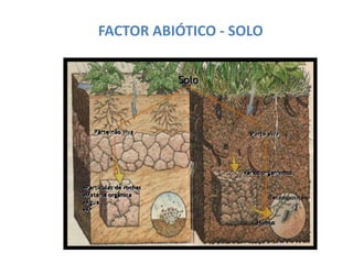 FACTOR ABIÓTICO - SOLO