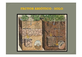 FACTOR ABIÓTICO - SOLO
 