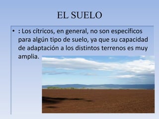 EL SUELO: Los cítricos, en general, no son específicos para algún tipo de suelo, ya que su capacidad de adaptación a los distintos terrenos es muy amplia.