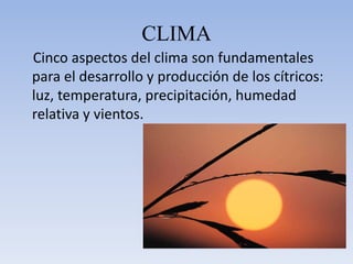 CLIMACinco aspectos del clima son fundamentales para el desarrollo y producción de los cítricos: luz, temperatura, precipitación, humedad relativa y vientos.