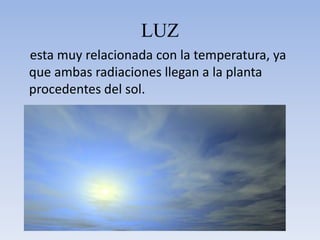 LUZ esta muy relacionada con la temperatura, ya que ambas radiaciones llegan a la planta procedentes del sol.