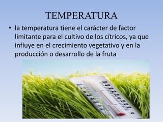 TEMPERATURAla temperatura tiene el carácter de factor limitante para el cultivo de los cítricos, ya que influye en el crecimiento vegetativo y en la producción o desarrollo de la fruta