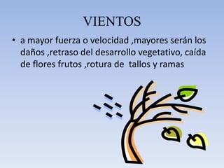 VIENTOSa mayor fuerza o velocidad ,mayores serán los daños ,retraso del desarrollo vegetativo, caída de flores frutos ,rotura de tallos y ramas