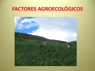 FACTORES AGROECOLÓGICOS
 