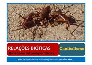 Canibalismo
Relações intraespecíficas
    Grilos da espécie Anabrus simplex praticando o canibalismo
 