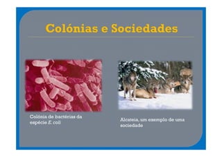 Colónia de bactérias da
                          Alcateia, um exemplo de uma
espécie E. coli
                          sociedade
 