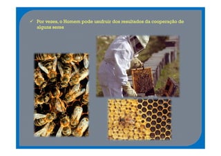 Por vezes, o Homem pode usufruir dos resultados da cooperação de
alguns seres
 