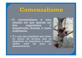 O comensalismo é uma
relação em que apenas um
dos       organismos       é
beneficiado, ficando o outro
indiferente.
É o caso das orquídeas que vivem
no tronco de árvores, sem as
beneficiar ou prejudicar, e assim,
obtêm     mais   luz   para     se
desenvolverem.
 