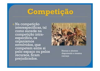 Na competição
interespecíficas, tal
como sucede na
competição intra-
específica, os
organismos
envolvidos, que
competem entre si
                        Hienas e abutres
pelo espaço ou pelos    disputando a mesma
recursos, ficam         carcaça
prejudicados.
 