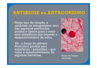 Neste tipo de relação, a
antibiose ou antagonismo, uma
das espécies envolvidas
produz e liberta para o meio
uma substância que impede o
desenvolvimento de outra.
Ex.: o fungo do género
Penicilium produz uma
substância – penicilina – que
inibe o desenvolvimento de
algumas bactérias.              Fungo do Género
                                Penicilium
 