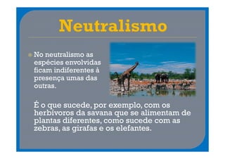 No neutralismo as
espécies envolvidas
ficam indiferentes à
presença umas das
outras.

É o que sucede, por exemplo, com os
herbívoros da savana que se alimentam de
plantas diferentes, como sucede com as
zebras, as girafas e os elefantes.
 