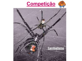 CompetiçãoCanibalismo