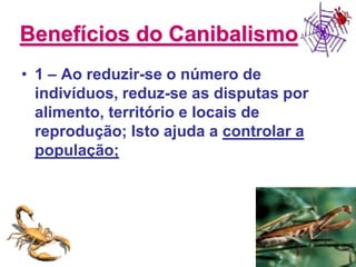 Benefícios do Canibalismo1 – Ao reduzir-se o número de indivíduos, reduz-se as disputas por alimento, território e locais de reprodução; Isto ajuda a controlar a população;