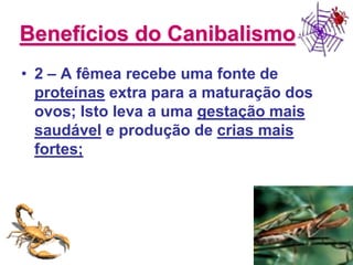 Benefícios do Canibalismo2 – A fêmea recebe uma fonte de proteínas extra para a maturação dos ovos; Isto leva a uma gestação mais saudável e produção de crias mais fortes; 