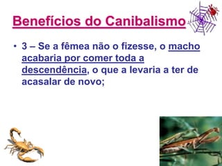 Benefícios do Canibalismo3 – Se a fêmea não o fizesse, o macho acabaria por comer toda a descendência, o que a levaria a ter de acasalar de novo;